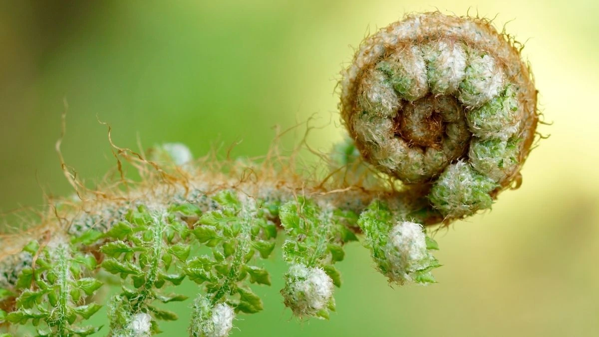 Farnspirale als Sinnbild für Entwicklung und Entfaltung in der Hypnose