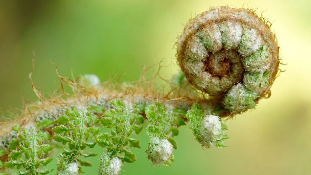 Nahaufnahme einer eingerollten Farnspirale vor weichem grünem Hintergrund.