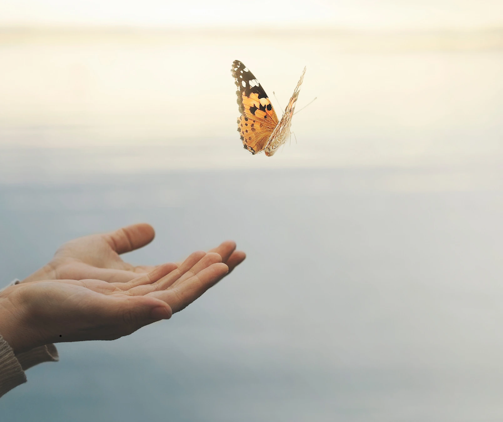 Offene Hände lassen einen fliegenden Schmetterling über einem hellen Hintergrund los.