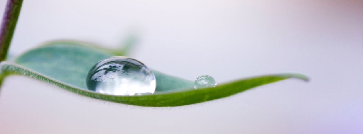 Zwei Wassertropfen auf einem grünen Blatt vor unscharfem Hintergrund