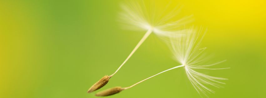 Fliegende Pflanzensamen als Symbol für Leichtigkeit, Loslassen und innere Ruhe