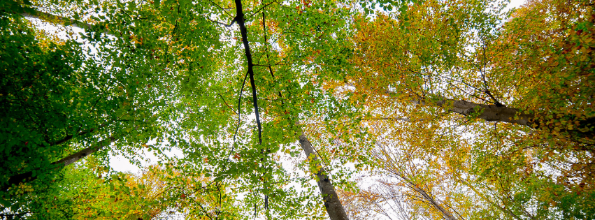 Blick nach oben in ein grünes und herbstlich gefärbtes Blätterdach mit hohen Bäumen und hellem Himmel