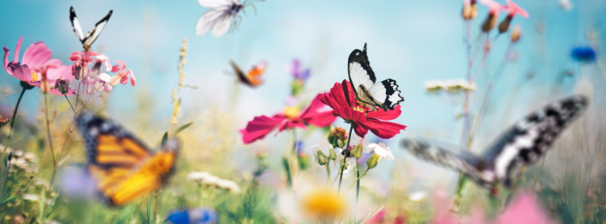 Schmetterlinge auf blühenden Blumen als Symbol für innere Veränderungsprozesse und Selbstregulation bei psychosomatischen Beschwerden
